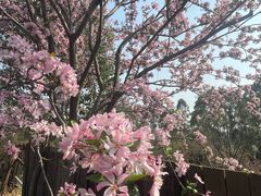 -秀丽东方
