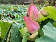 -广州莲花山旅游区