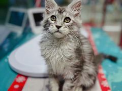 -FAELING PETS美天灵宠物(合生汇店)