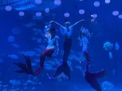 -烟台海昌鲸鲨海洋公园