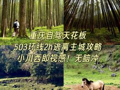 -武陵山森林公园