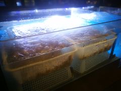 -长沙北辰洲际酒店-兰调全日餐厅