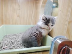 -屋虎猫馆(宝安大仟里店)