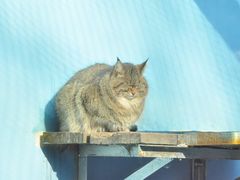 -青藏高原野生动物园