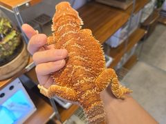 -吉丁鸟咖·异宠·寄养
