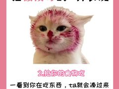 -纳吉亚猫专科动物诊疗中心(蒋宅口分院)