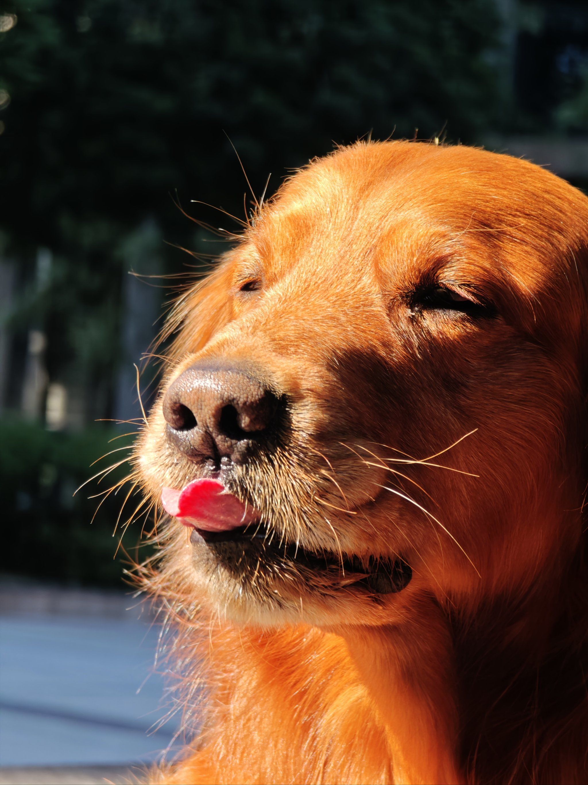 小狗吐舌头啦❗️好帅的小鸡毛❗️