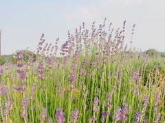 -大塘金香草谷