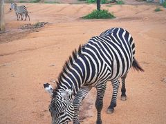 -杭州野生动物世界