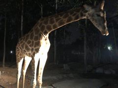 -清迈夜间动物园