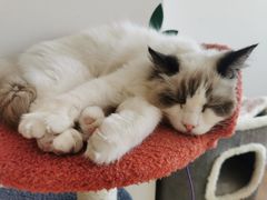 -猫腻·猫咖·撸猫馆(星光大道店)