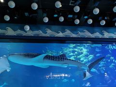 -烟台海昌鲸鲨海洋公园
