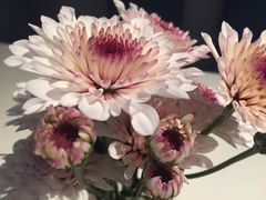 -伊斯坦布尔土耳其清真咖啡餐厅