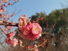 -无锡梅园公园