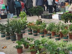 -中环花鸟鱼虫市场
