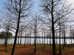 -上海海湾国家森林公园