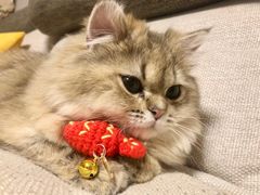 -猫大福·Fortune Cat猫舍(百子湾店)
