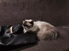 -喵园·猫主题咖啡厅·撸猫·猫咖(国贸店)