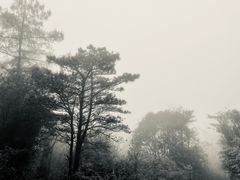 -武陵山森林公园