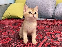 -Bastet sally猫舍购宠(静安店)