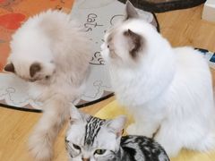 -有喵·猫咖·狗咖·30几只猫10只小狗(岗厦店)
