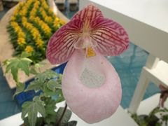 景点-上海鲜花港