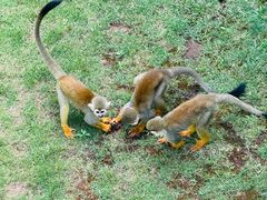 -西霞口神雕山野生动物世界