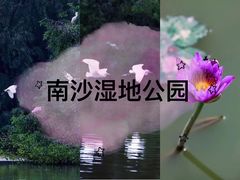 -大湾区中央湿地公园