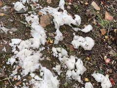 -香雪海