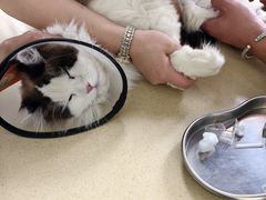 -东方动物医院·宠保定点·骨科·转诊中心(春城路·昆明站分院)