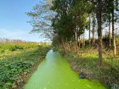 -上海长兴岛郊野公园