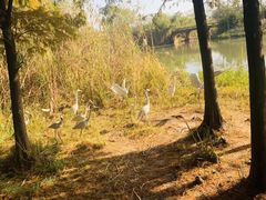 -溱湖国家湿地公园