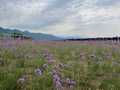 -曲江薰衣草庄园