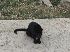 -石家庄市动物园