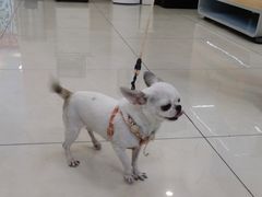 -北京观赏动物医院·24小时大型综合·猫专科·异宠专科
