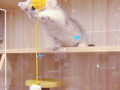 -momokira米努特·德文卷毛猫·棉花面纱犬