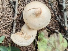 -塞罕坝国家级自然保护区