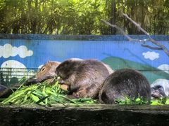-广州长隆野生动物世界