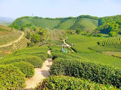 -龙坞茶村