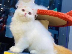 -萌兽医馆·眼科·异宠专科(三里屯店)