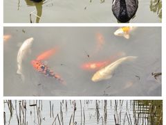 -大湾区中央湿地公园