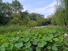 -莲湖公园