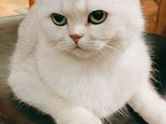 -猫小院猫主题餐厅(三里屯店)