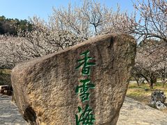 -香雪海