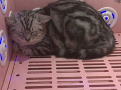 -乐琪宠物医院·犬猫专科·骨外科·急重症
