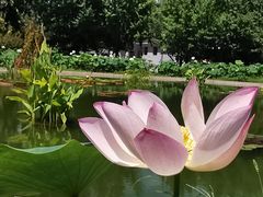 -莲花池公园