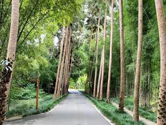 -中国科学院西双版纳热带植物园