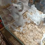 艾玛的萌宠屋位于南开大悦城五号车库内，店里面有仓鼠