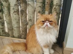 -酷豆宠物咖啡·宠物美食·撸猫馆