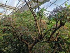 -呀路古热带植物园